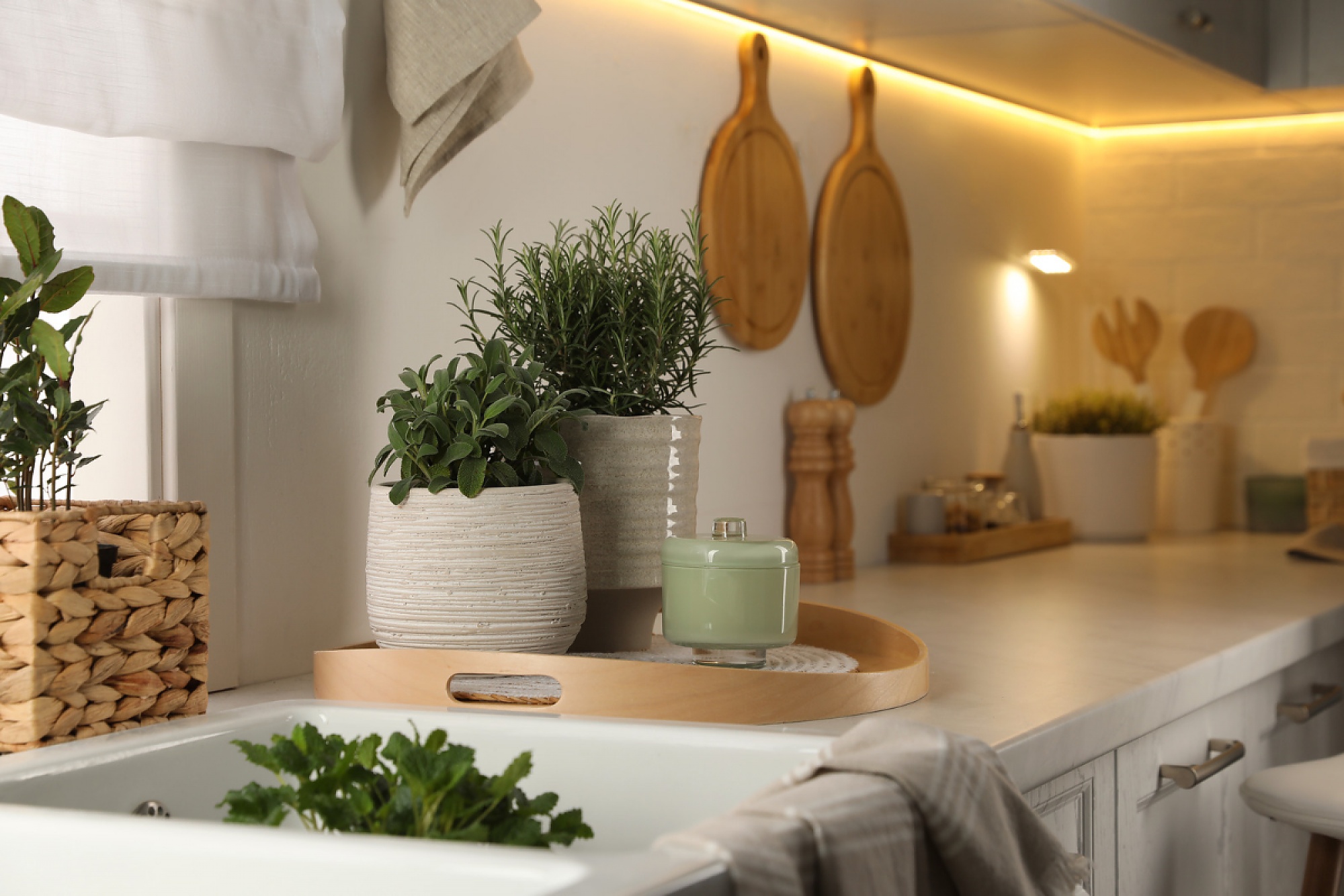 Consejos para montar un huerto en la cocina